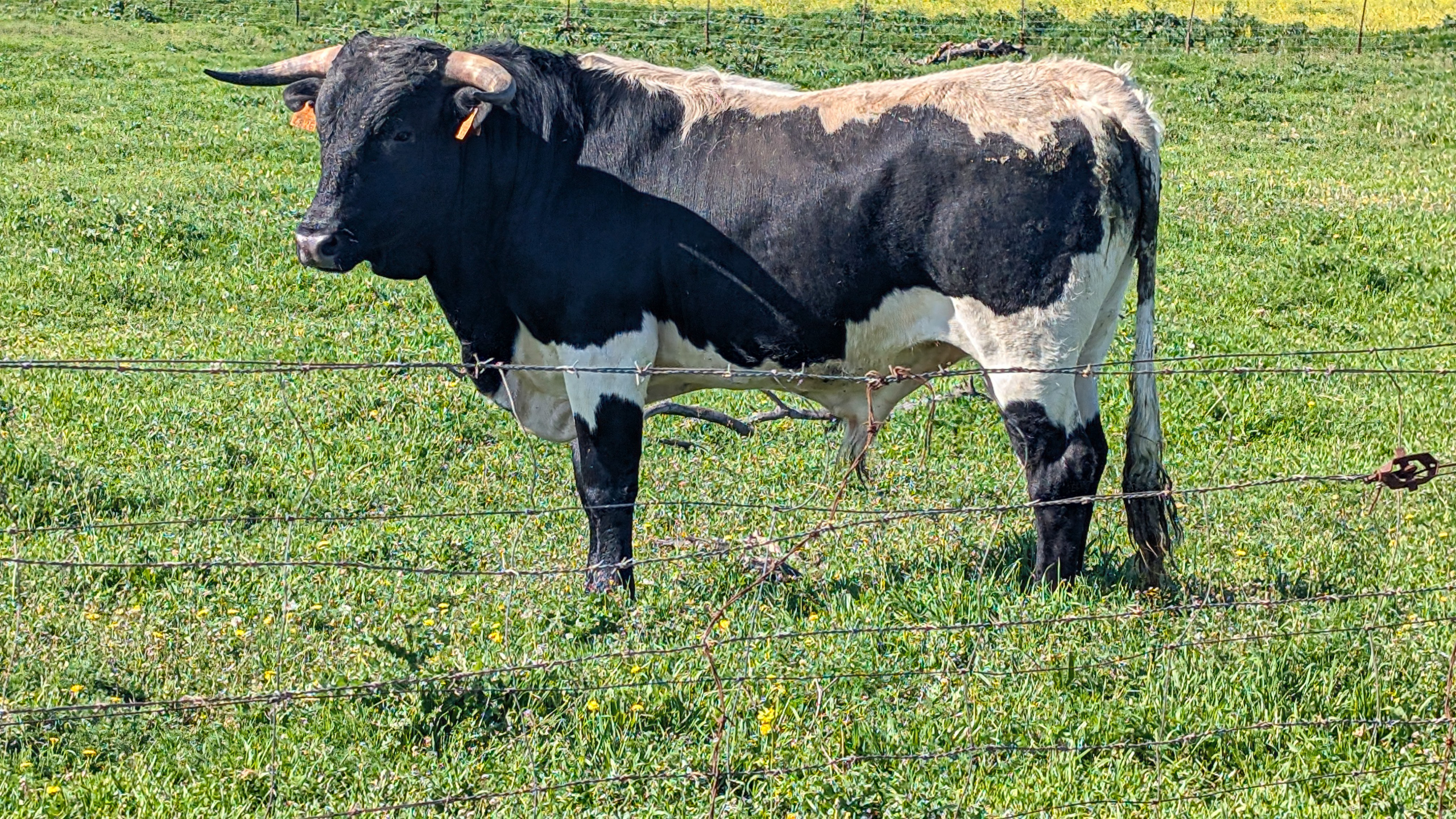 Einer der mächtigen Stiere – hinter dem Weidezaun